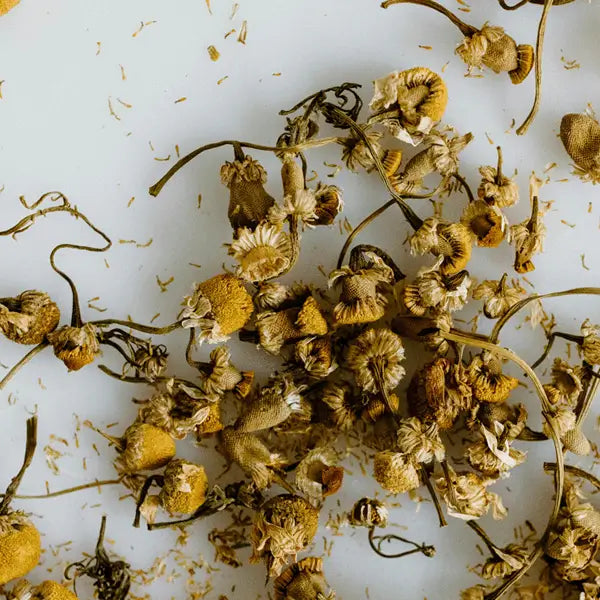 Dried chamomile flowers and herb stems scattered on a light background